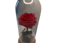 Rosa Larga Luces LED + Cúpula de Cristal